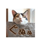 _sala_cat_5（個別スタンプ：11）