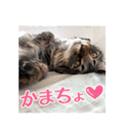 _sala_cat_5（個別スタンプ：12）