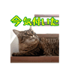 _sala_cat_5（個別スタンプ：13）