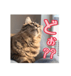 _sala_cat_5（個別スタンプ：14）
