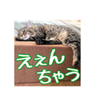 _sala_cat_5（個別スタンプ：15）