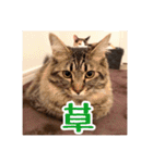 _sala_cat_5（個別スタンプ：16）