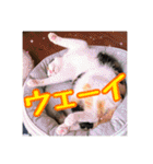 _sala_cat_5（個別スタンプ：17）