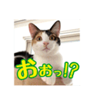 _sala_cat_5（個別スタンプ：18）