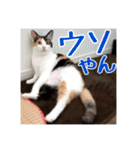 _sala_cat_5（個別スタンプ：19）