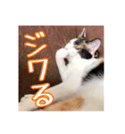 _sala_cat_5（個別スタンプ：20）