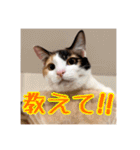_sala_cat_5（個別スタンプ：21）