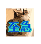 _sala_cat_5（個別スタンプ：22）