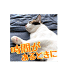 _sala_cat_5（個別スタンプ：23）