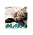 _sala_cat_5（個別スタンプ：24）