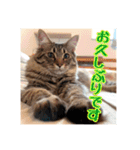 _sala_cat_5（個別スタンプ：25）