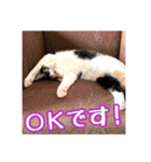 _sala_cat_5（個別スタンプ：26）