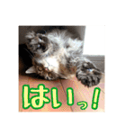 _sala_cat_5（個別スタンプ：27）