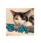 _sala_cat_5（個別スタンプ：28）