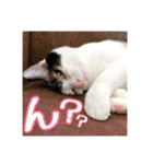 _sala_cat_5（個別スタンプ：29）