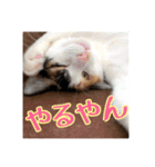 _sala_cat_5（個別スタンプ：31）