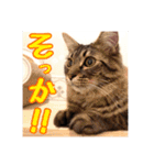 _sala_cat_5（個別スタンプ：32）