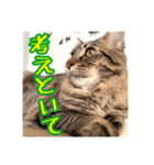 _sala_cat_5（個別スタンプ：33）