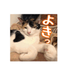 _sala_cat_5（個別スタンプ：34）