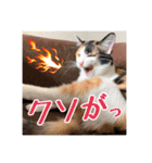 _sala_cat_5（個別スタンプ：35）