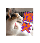 _sala_cat_5（個別スタンプ：36）