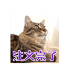 _sala_cat_5（個別スタンプ：37）
