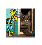 _sala_cat_5（個別スタンプ：38）