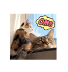 _sala_cat_5（個別スタンプ：40）