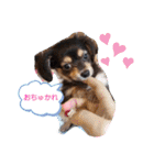 Kojiromaru＆Jubee 3（個別スタンプ：4）