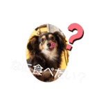 Kojiromaru＆Jubee 3（個別スタンプ：10）