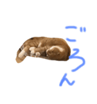 きなこ スタンプ4（個別スタンプ：1）