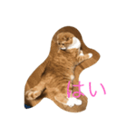 きなこ スタンプ4（個別スタンプ：2）