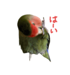 我はコザクラなインコなり2（個別スタンプ：2）