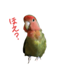 我はコザクラなインコなり2（個別スタンプ：3）