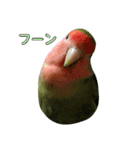 我はコザクラなインコなり2（個別スタンプ：4）