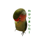我はコザクラなインコなり2（個別スタンプ：6）