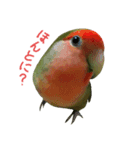 我はコザクラなインコなり2（個別スタンプ：7）