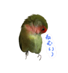 我はコザクラなインコなり2（個別スタンプ：8）