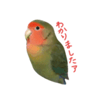 我はコザクラなインコなり2（個別スタンプ：9）