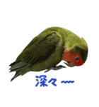 我はコザクラなインコなり2（個別スタンプ：11）