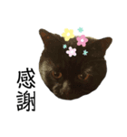BASICりいたまん（個別スタンプ：16）