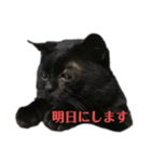 うっかり！りいたまん（個別スタンプ：14）