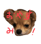 チワワと波乗り（個別スタンプ：1）