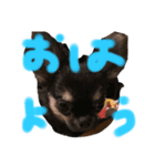 チワワと波乗り（個別スタンプ：3）