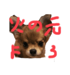 チワワと波乗り（個別スタンプ：5）