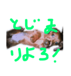 チワワと波乗り（個別スタンプ：6）