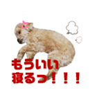 dailyうー（個別スタンプ：12）