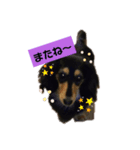 可愛いダックス2（個別スタンプ：5）