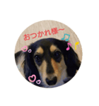 可愛いダックス2（個別スタンプ：8）