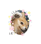 ♥pansy♥ポメラニアンの日常〜お返事編〜（個別スタンプ：3）